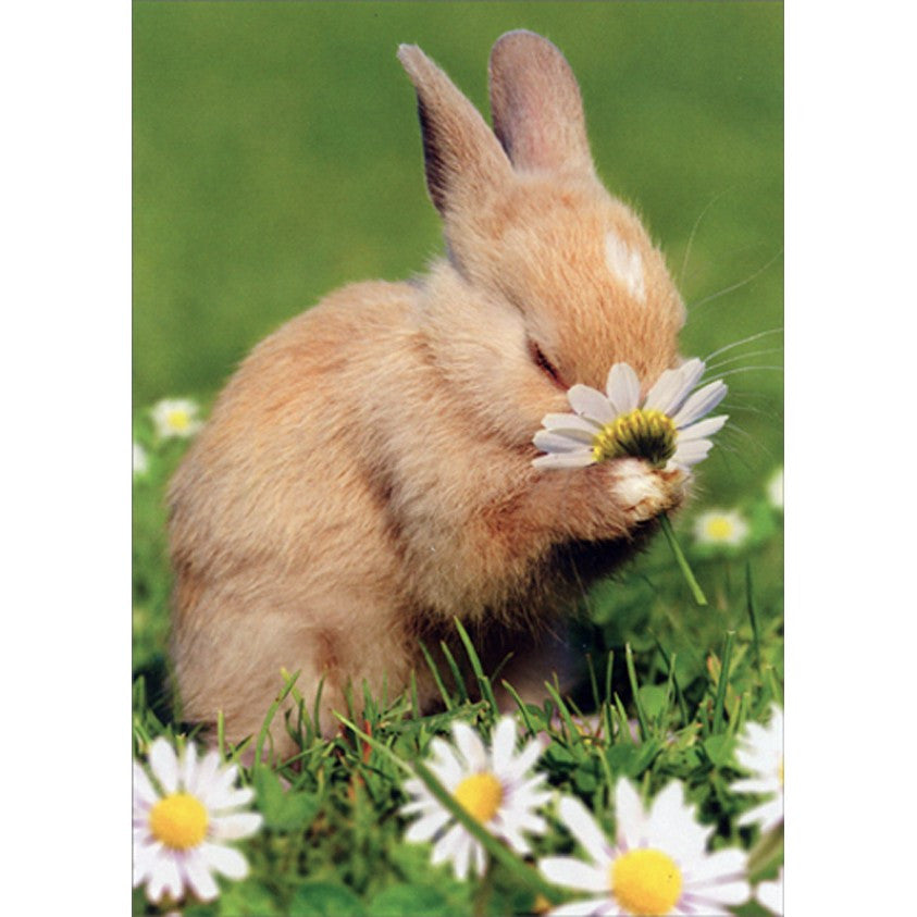 Bunny With Flower