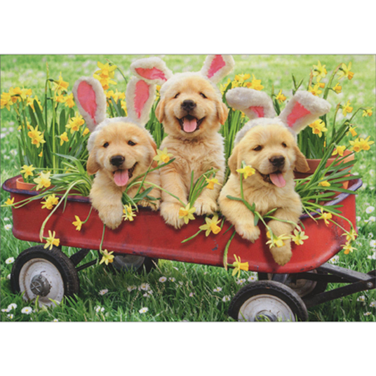 Easter Doggies