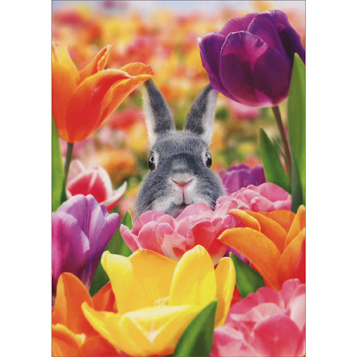 Bunny Lost In Flowers